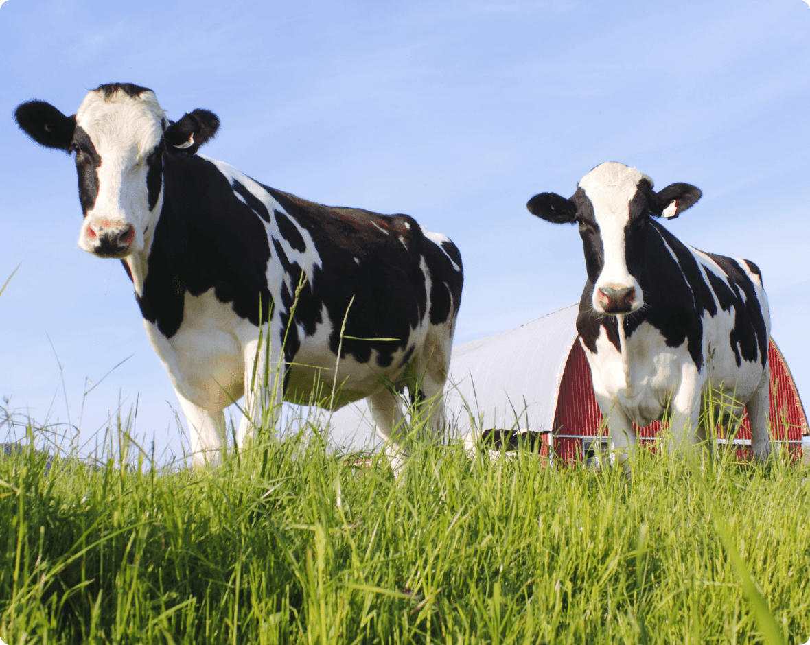 a group of cows stand in a grassy field