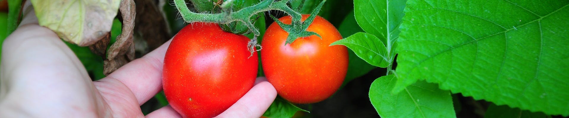 a hand holding a tomato